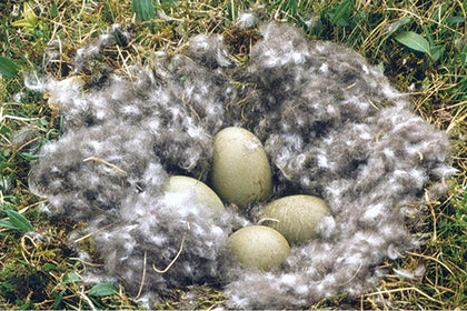 Eider duck nest lined with down surrounding four eggs in grass.