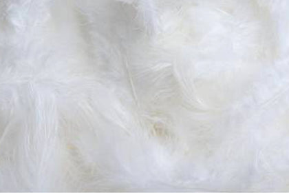 Close-up of soft white down feathers.